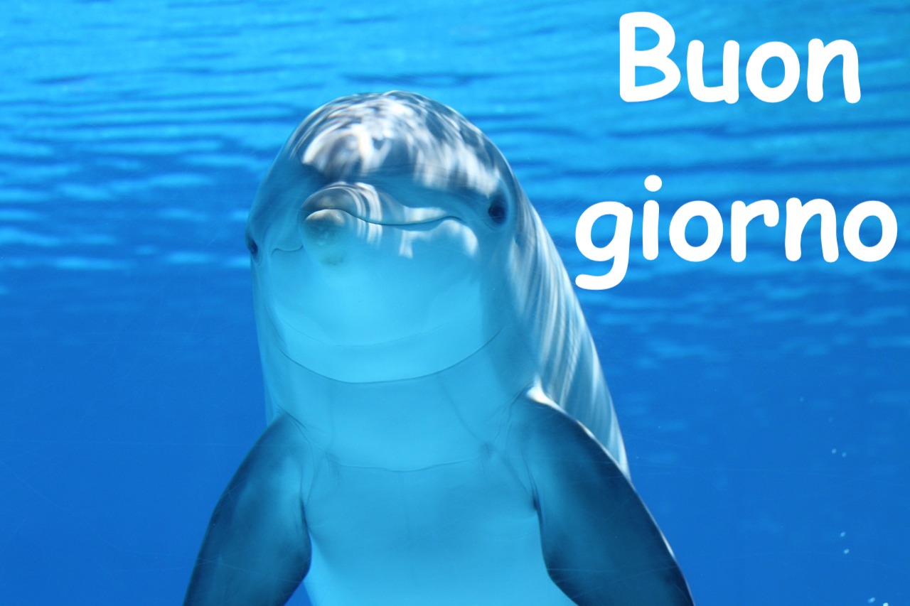 un simpatico delfino ci augura buongiorno immerso in un mare azzurrisimo 